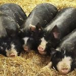 4 junge Bershire Schweine liegen dicht aneinander gekuschelt im frischem Stroh