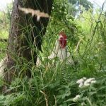 Am Waldrand hinter dem hohem saftigen Gras blickt ein glücklicher Mechelner Hahn heraus