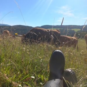 Mit Rinder auf der Weide sitzen